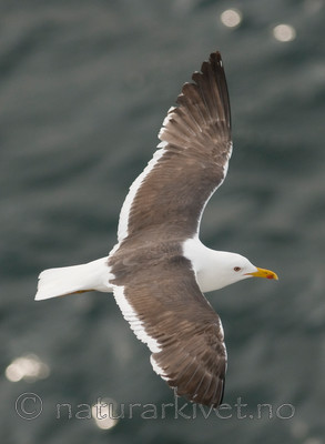 BB 10 0314 / Larus fuscus / Sildemåke